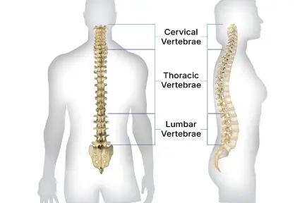 Cervical & Lumbar Spine Surgery