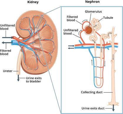 Nephrotic Syndrome Treatment